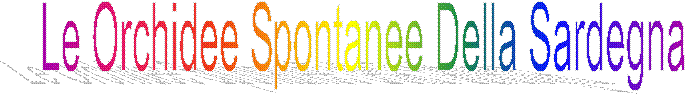 Le Orchidee Spontanee Della Sardegna