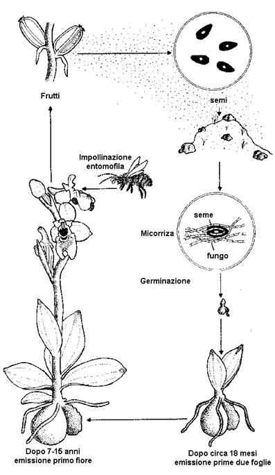 sessuata.gif (18295 byte)